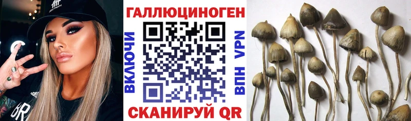 Псилоцибиновые грибы Psilocybine cubensis Туапсе